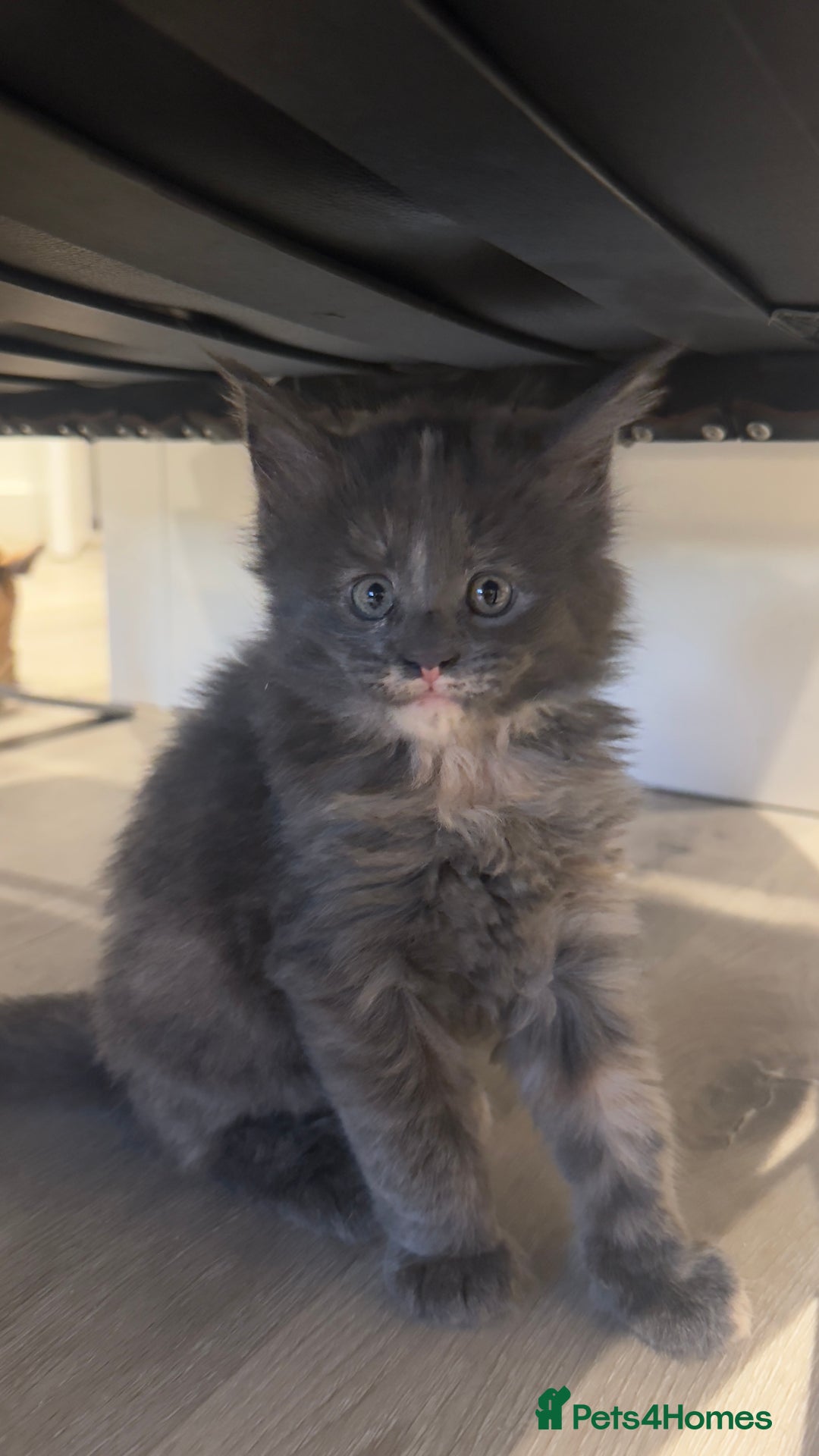 Maine Coon cats for sale: Beautiful GCCF registered main coon Kittens  - Image 6