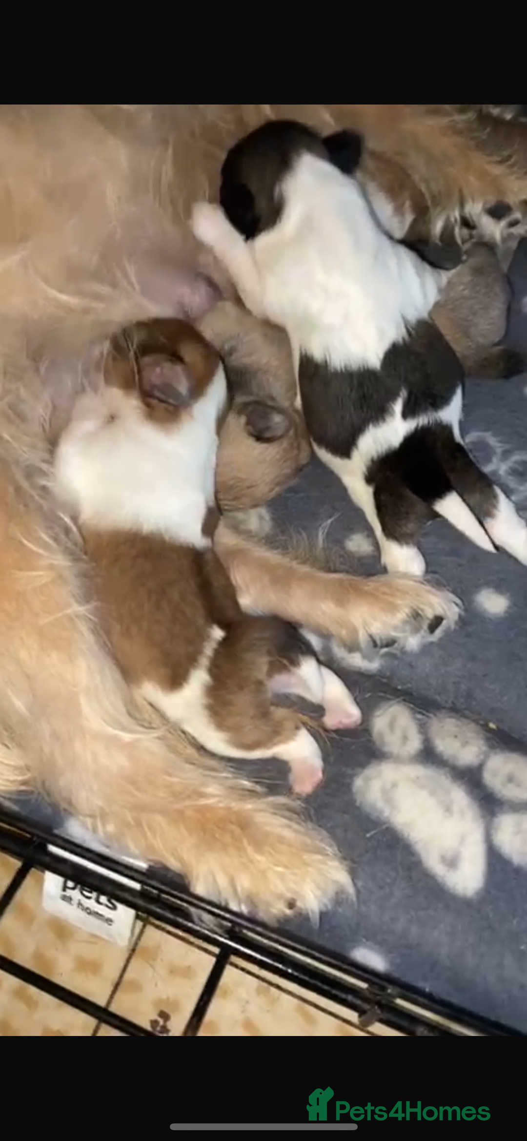 Mixed Breed dogs for sale: Shih Tzu X Frenchie - Image 3