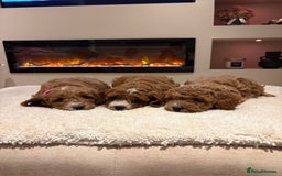 Cavapoo dogs for sale: Outstanding F1B Cavapoo puppies - Image 2