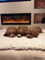 Cavapoo dogs - Advert 9