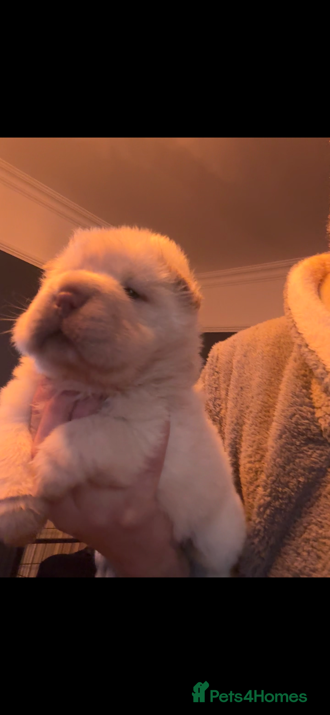 Shar Pei dogs for sale: 3  Gorgeous bears 🐻  - Advert 19