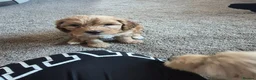 Cockapoo dogs for sale: 2 boys left reduced to £1000 Ready to leave now !  - Advert 12