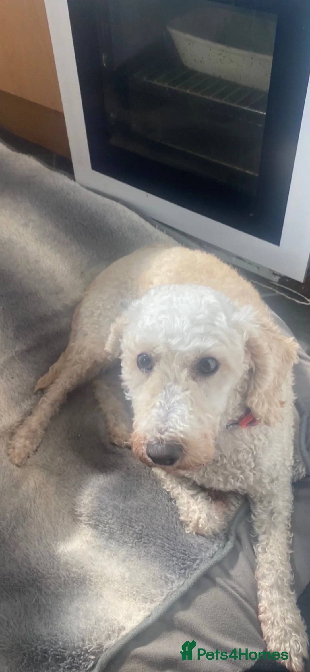 Toy Poodle dogs for sale: Beautiful poodle female  - Advert 2