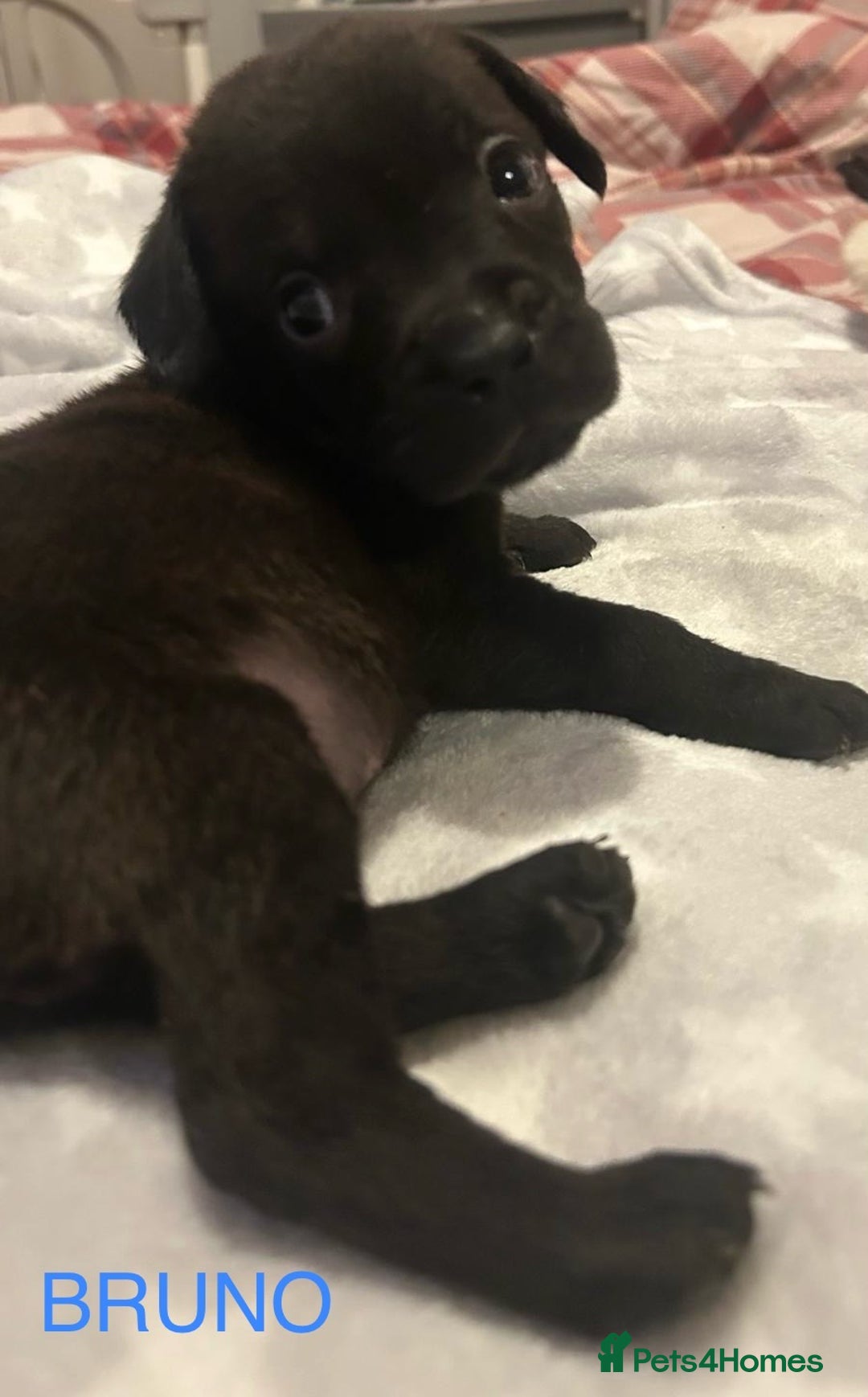 Mixed Breed dogs for sale: READY FOR THERE FOREVER HOMES 1 GIRL & - BOY  - Advert 17