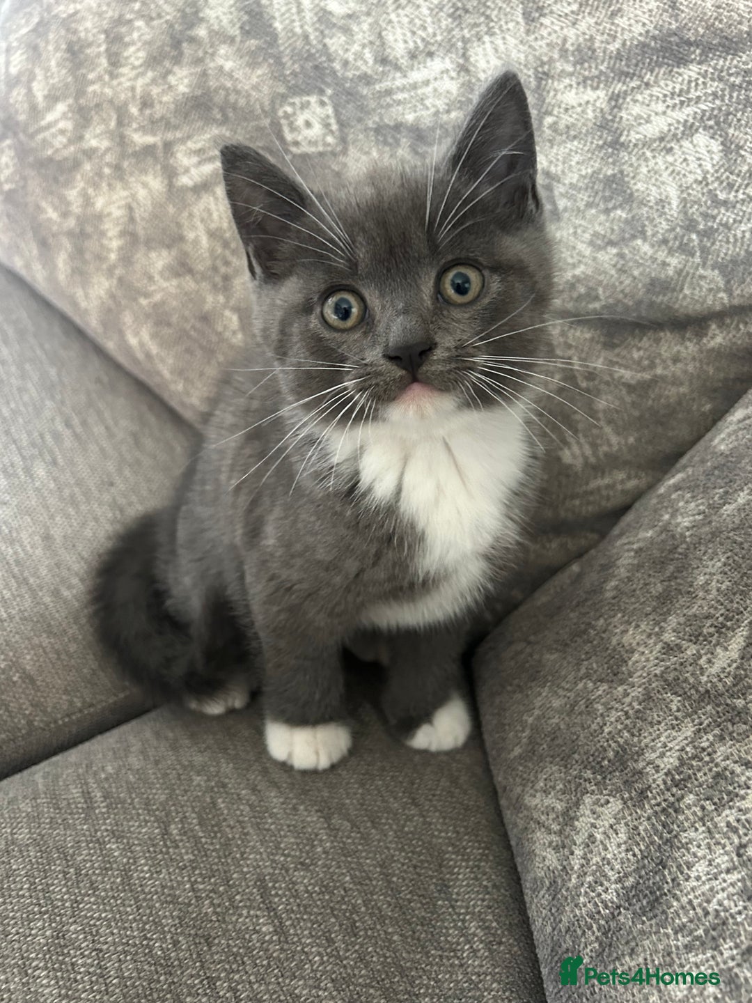 British Shorthair cats for sale: 2 adorable kittens available for a loving home  - Image 5