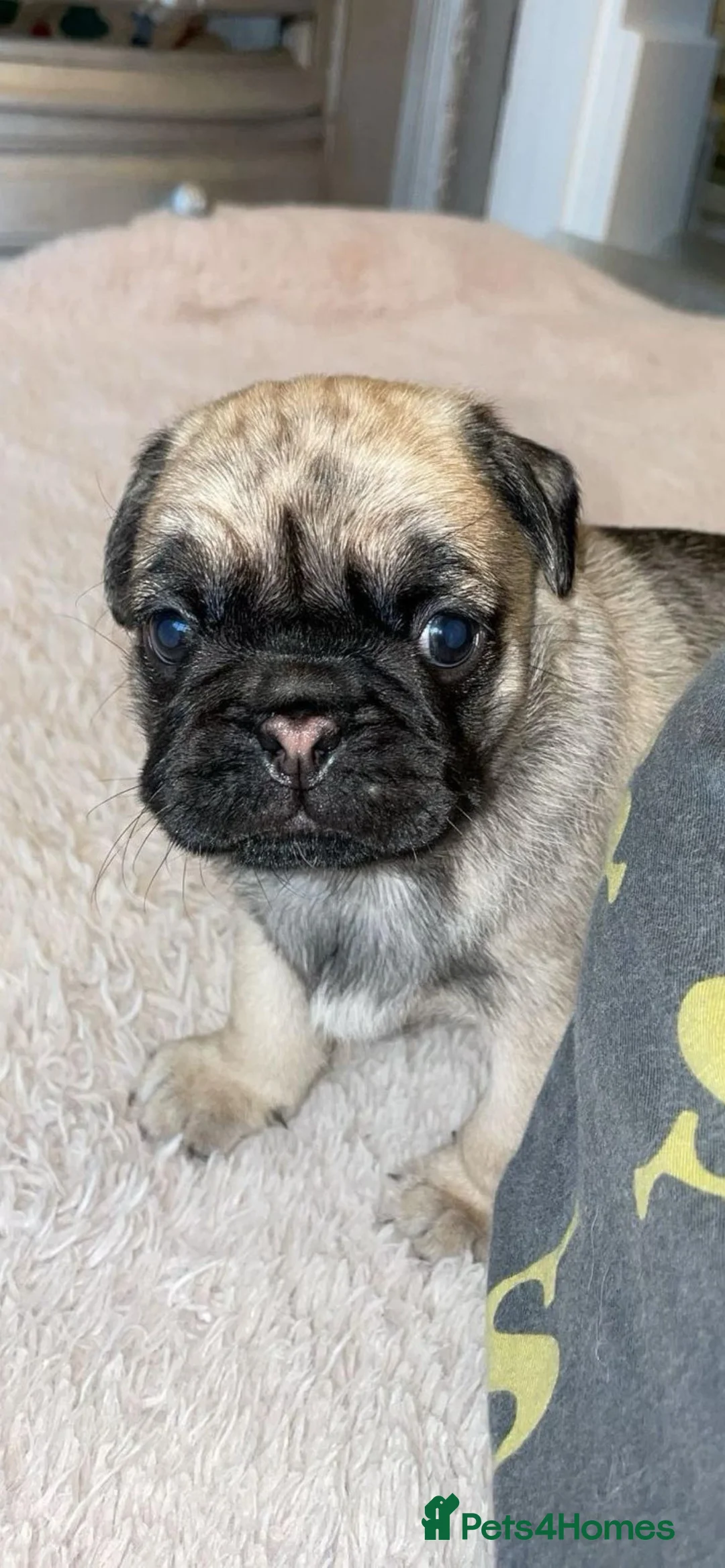 Pug dogs for sale: Gorgeous Platinum Pug puppy - Advert 6