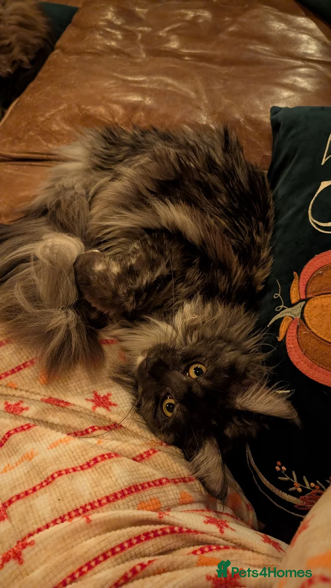 Maine Coon cats for sale: 1 year old black smoke Maine coon female - Advert 6