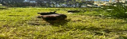 Border Terrier dogs for sale: Border terrier puppies in Lanark - Advert 6