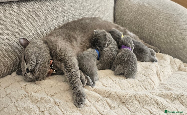 British Shorthair cats - Advert 7