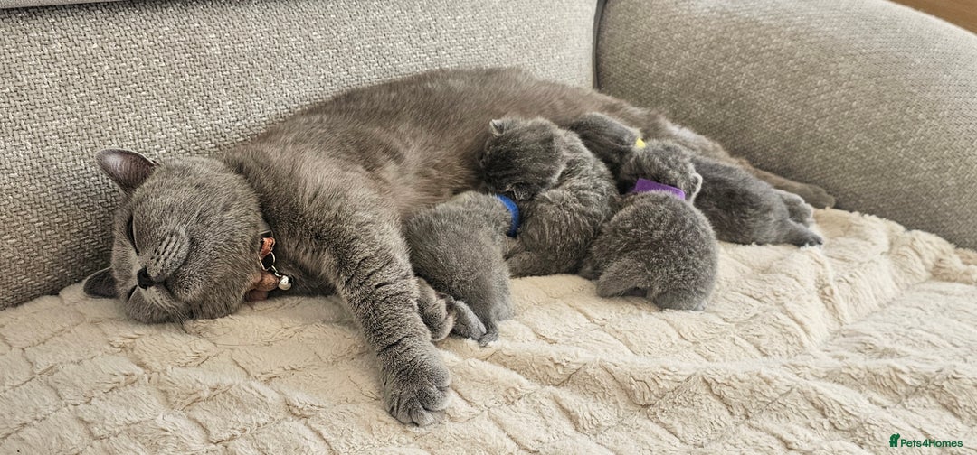 British Shorthair cats for sale: Pure british shorthair kittens 😸  - Image 1