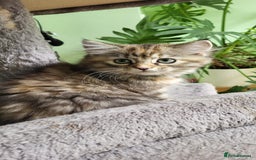 Siberian cats for sale: Beautiful Siberian kittens  - Image 14