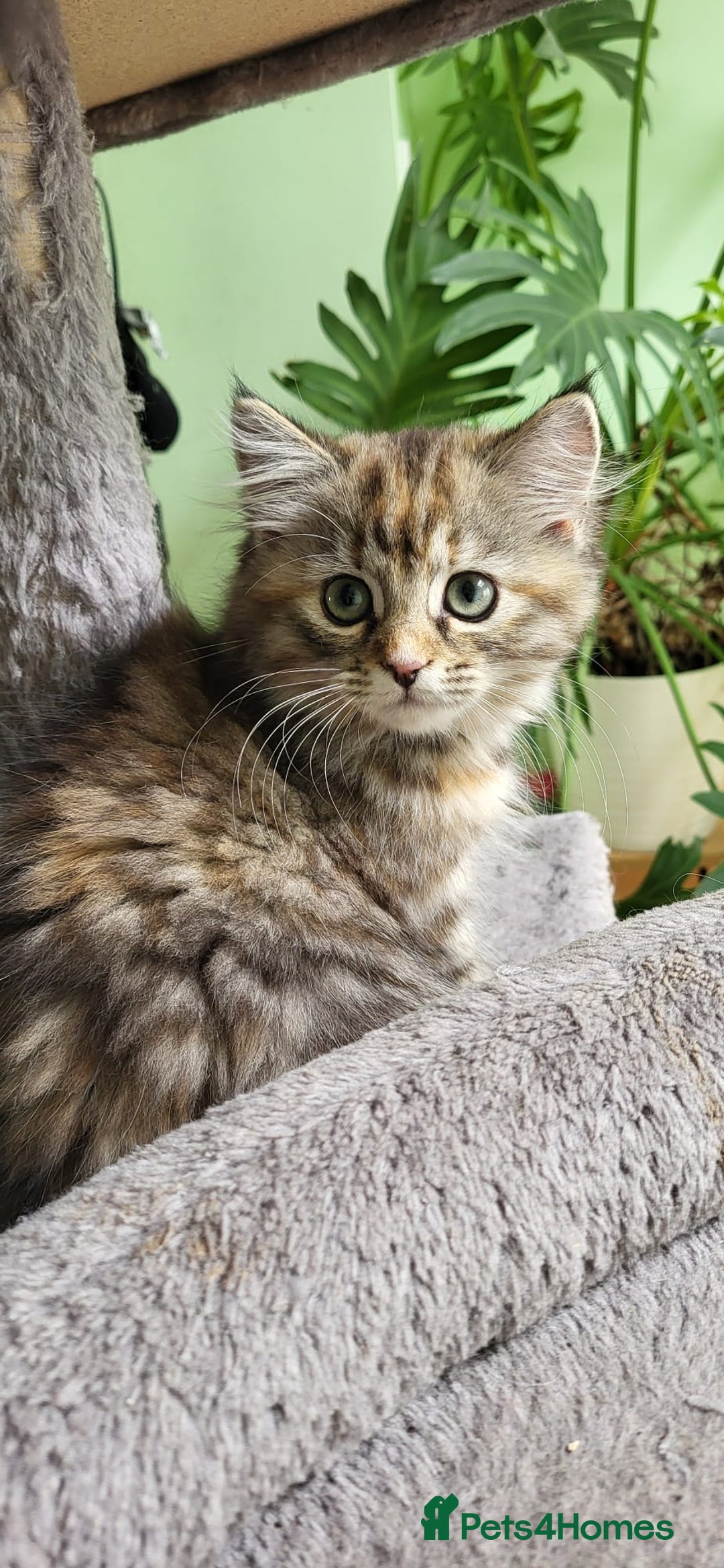 Siberian cats for sale: Beautiful Siberian kittens  - Image 14