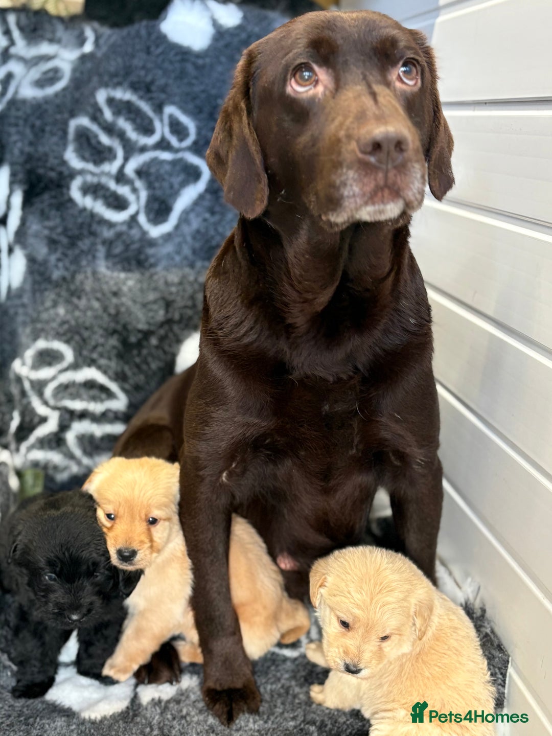 Labradoodle dogs for sale: Gorgeous f1 labradoodle puppies - Advert 15