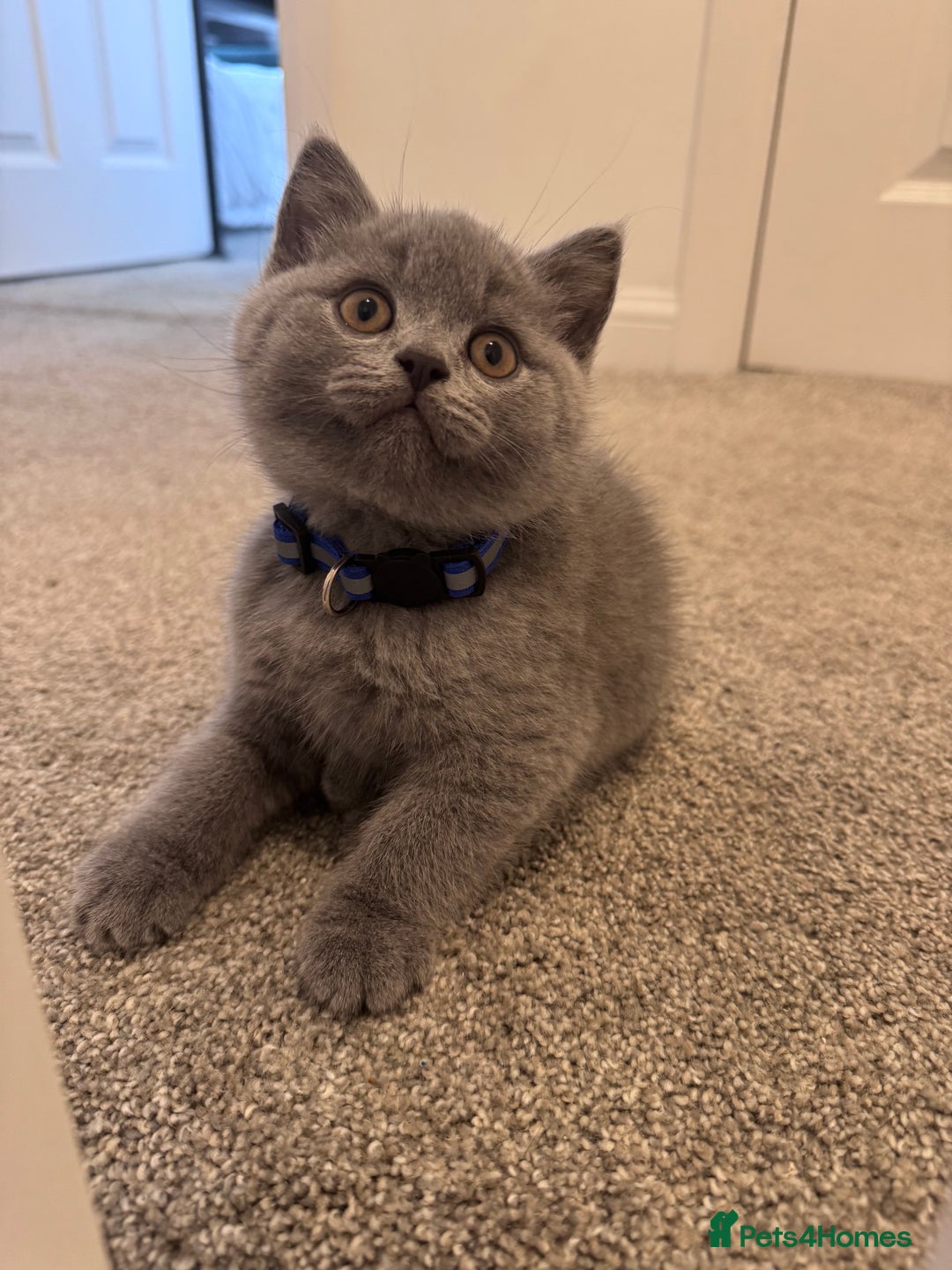 British Shorthair cats for sale: Gccf active Championship British Shorthair Female - Advert 11