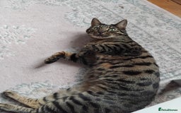 Bengal cats for sale: Beautiful Bengal Female  - Image 6