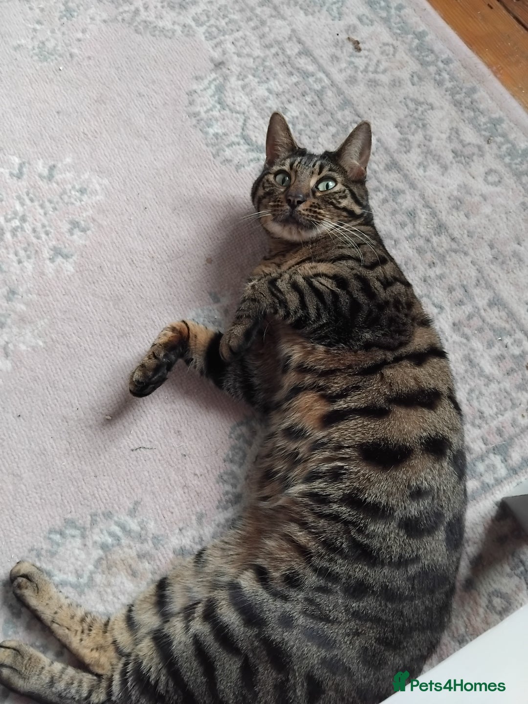 Bengal cats for sale: Beautiful Bengal Female  - Image 6