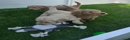 Goldendoodle dogs for sale: LAST girl left of Multigen.Goldendoodle Puppies!!! - Advert 32
