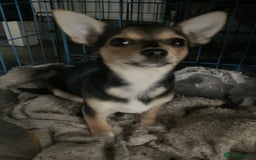 Chihuahua dogs for sale: Chihuahua fluff balls  - Image 2