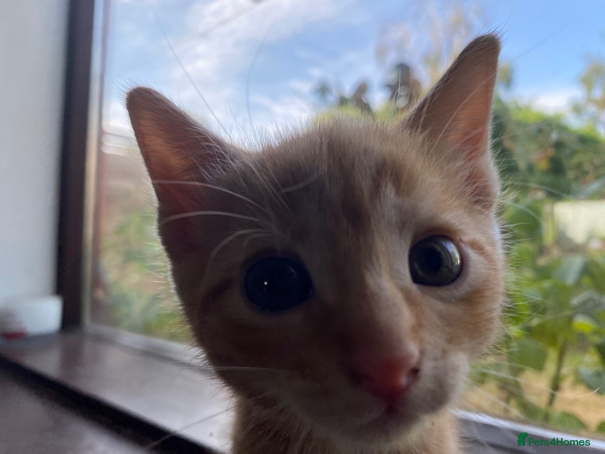Mixed Breed cats 🐾 Adorable ginger kittens for sale, Chester 🐾  - Advert 2
