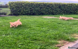 Labradoodle dogs for sale: Labradoodle  - Image 8