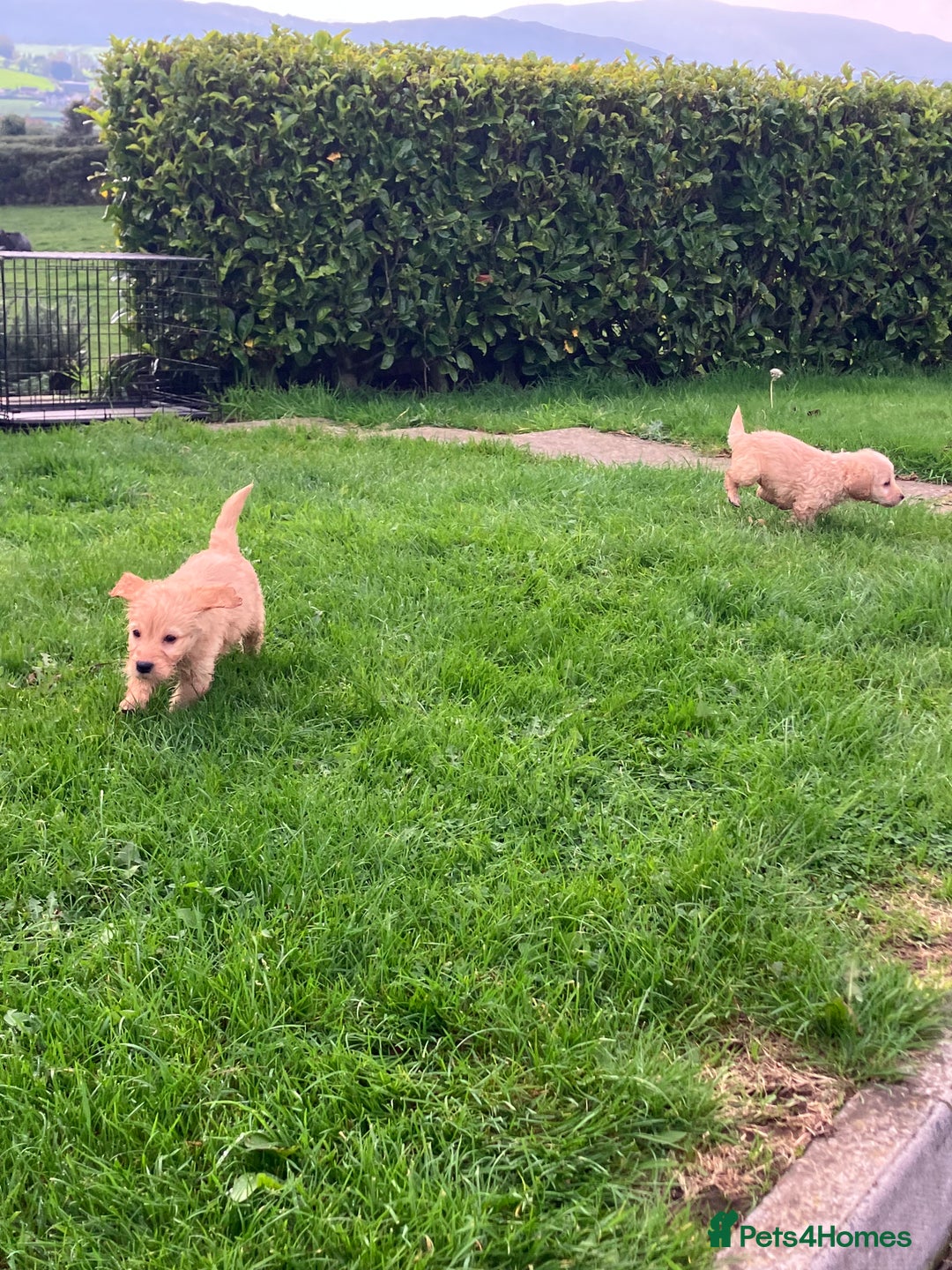 Labradoodle dogs for sale: Labradoodle  - Image 8