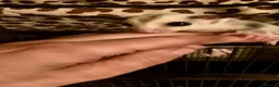 Sugar Glider rodents for sale: Baby leucistic sugar gliders ready now  - Advert 7