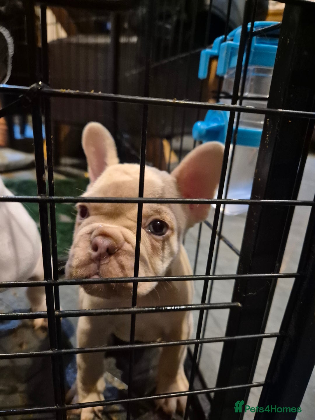 French Bulldog dogs for sale: Top Quality French Bulldog pups- ready now! - Advert 3