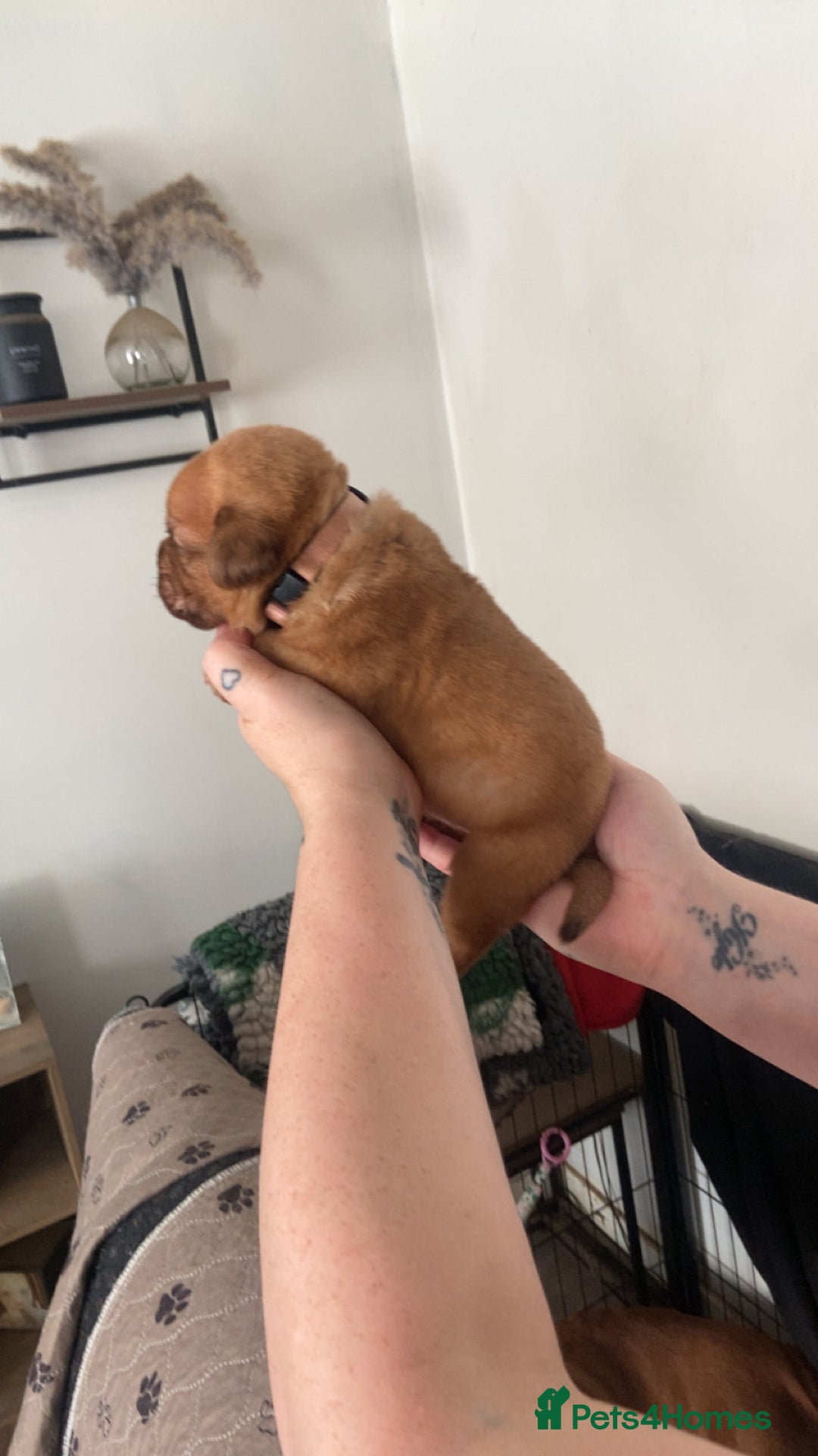 Dogue De Bordeaux dogs for sale: Dogue de bordeaux puppies - Image 9