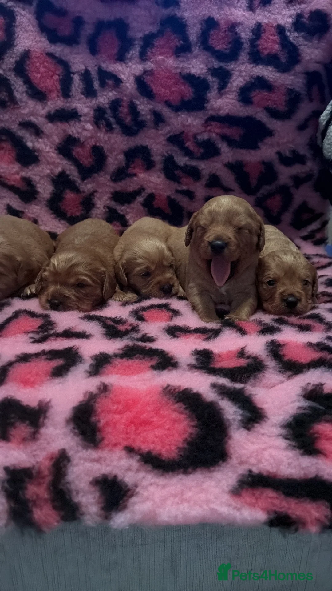 Mixed Breed dogs for sale: Cavador puppies 🩵❤️ in Stoke-on-Trent - Advert 5