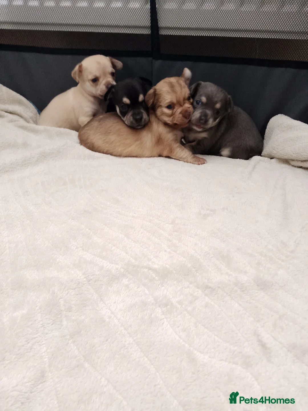 Chihuahua dogs for stud: Reggie the chocolate chi for stud in Ipswich - Advert 17