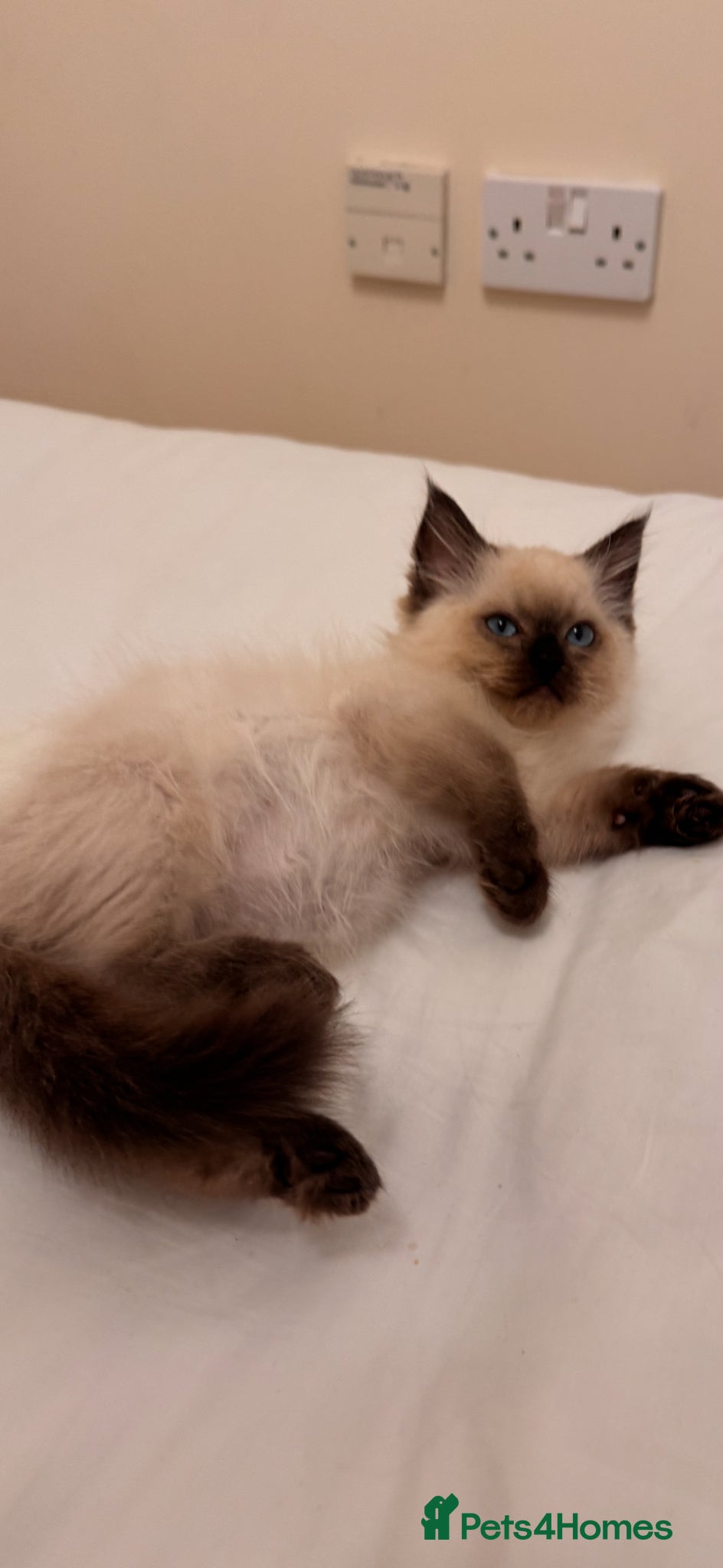 Ragdoll cats One boy still available  - Advert 11