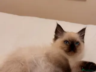 Ragdoll cats One boy still available - Advert 13