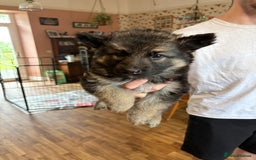 German Shepherd dogs for sale: 8 beautiful long haired German shepherd puppies  - Image 32