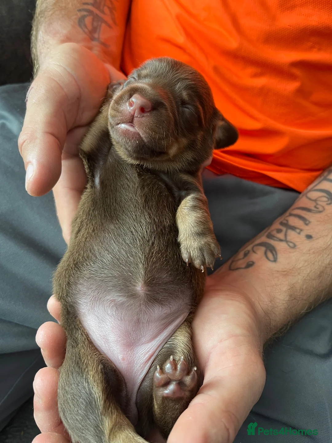 Miniature Dachshund dogs for sale: Mini dachshund  - Advert 2