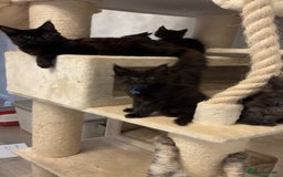Maine Coon cats for sale: Precious little babies ❤️💙 - Image 13