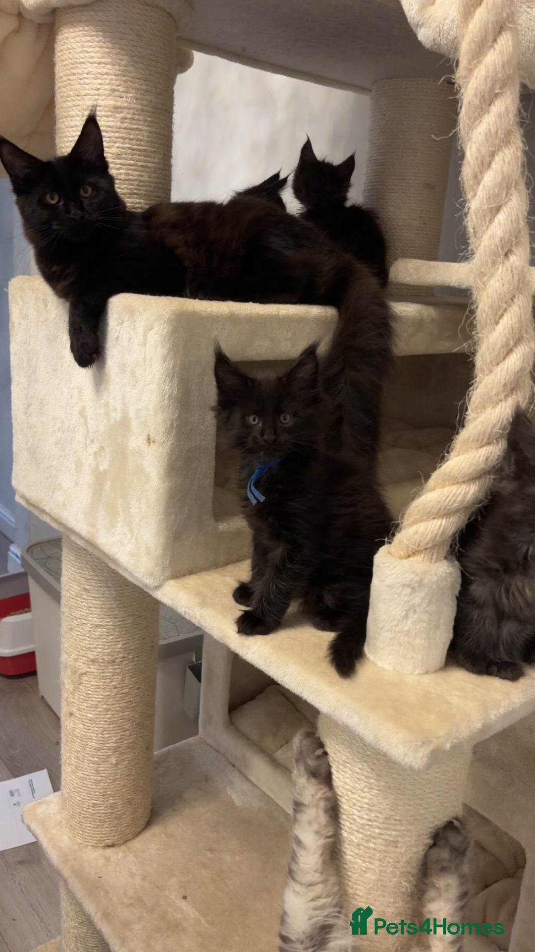 Maine Coon cats for sale: Precious little babies ❤️💙 - Image 13
