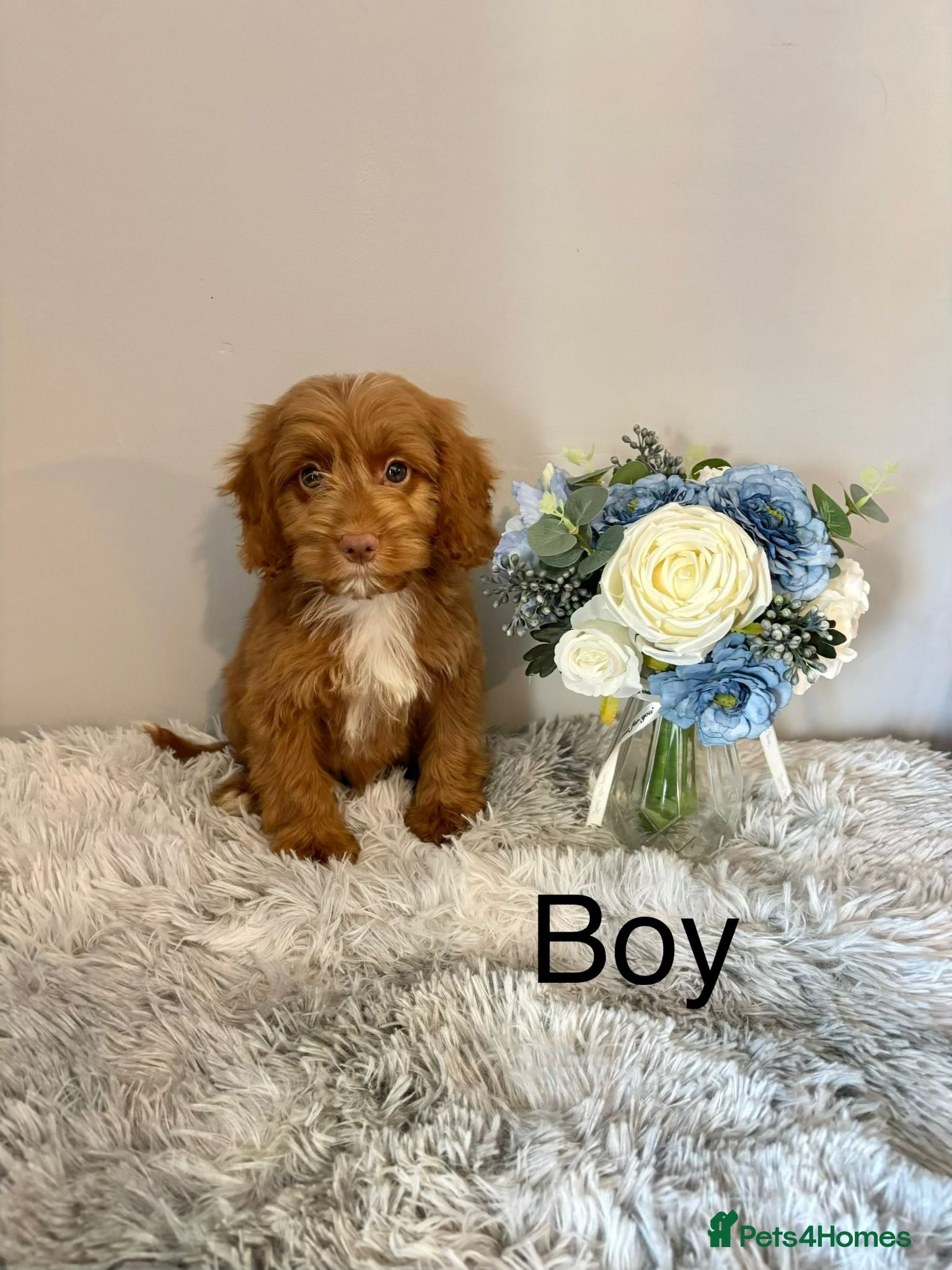 Cockapoo dogs Beautiful F1 Cockapoos Fully  Vaccinated Ready Now - Advert 7