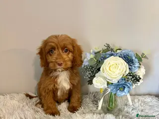 Cockapoo dogs Beautiful F1 Cockapoos Fully Vaccinated Ready Now - Advert 7