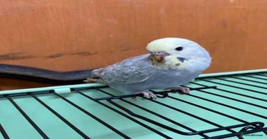 Budgerigars birds - Advert 3