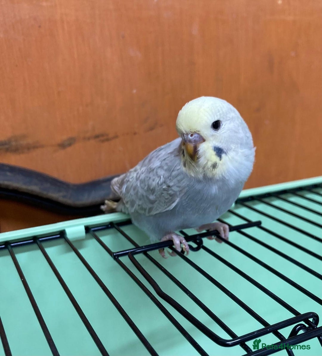 Budgerigars birds for sale: Baby budgies 8 weeks  - Image 3