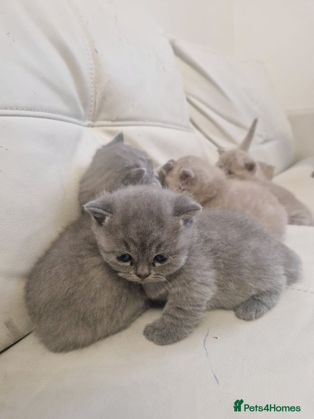 British Shorthair cats for sale: British Shorthair Kittens Blue and Lilac. - Advert 13