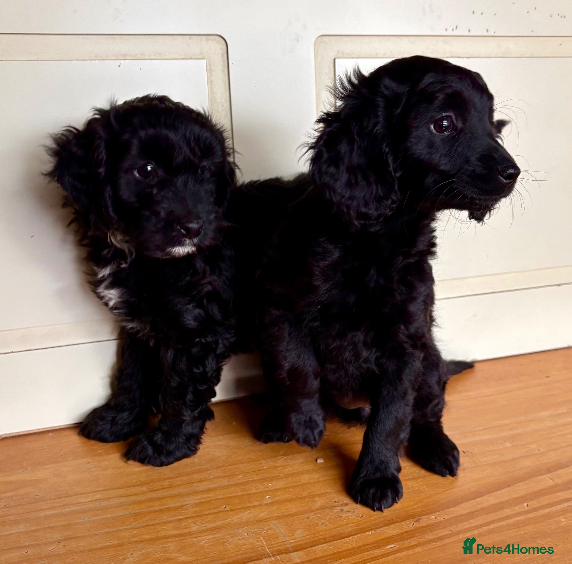 Cockapoo dogs Cockapoo puppies - Advert 3