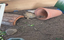 Tortoise reptiles for sale: Horsefield tortoise  - Advert 1