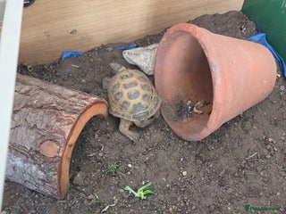 Tortoise reptiles Horsefield tortoise - Advert 2