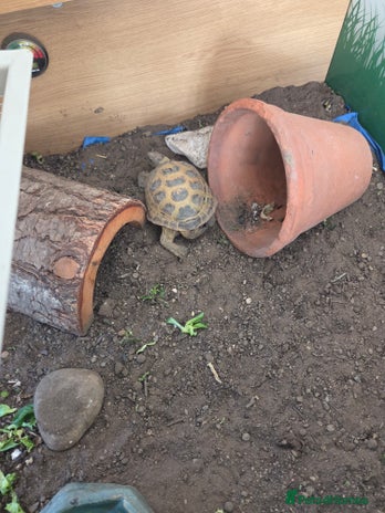 Tortoise reptiles Horsefield tortoise - Advert 1