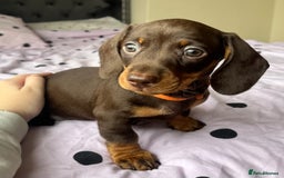 Miniature Dachshund dogs for sale: Miniature dachshunds READY for forever home 🐶🤎 - Image 12