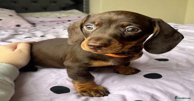 Miniature Dachshund dogs - Advert 12