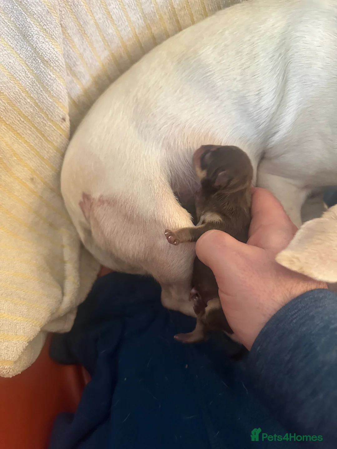 Chihuahua dogs for sale: Beautiful chihuahua puppies different colors  in Liverpool - Advert 1