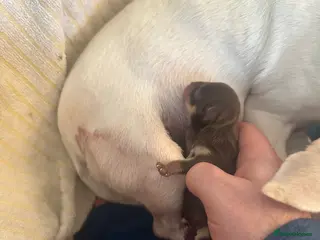 Chihuahua dogs Beautiful chihuahua puppies different colors - Advert 1