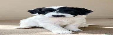Sproodle 8